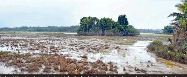 wetland