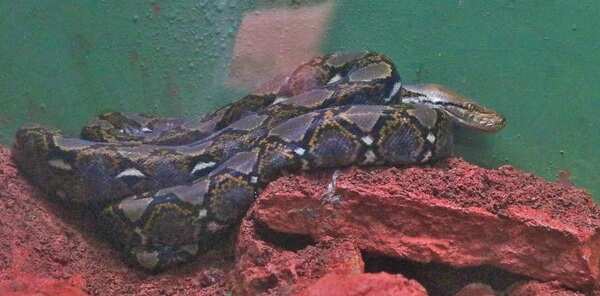 A python inside the reptile enclosure - Copy