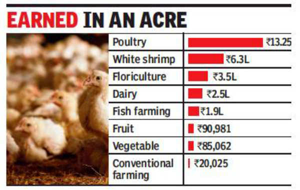 Poultry farming most lucrative in agriculture in Haryana' | Chandigarh News  - Times of India