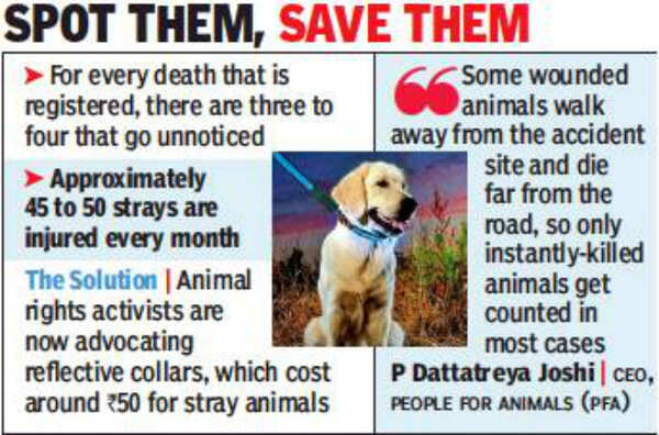 Hyderabad: Animal activists call for reflective collars on strays to curb roadkill | Hyderabad News - Times of India Hyderabad: Animal activists call for reflective collars on strays to curb roadkill | Hyderabad News - Times of India