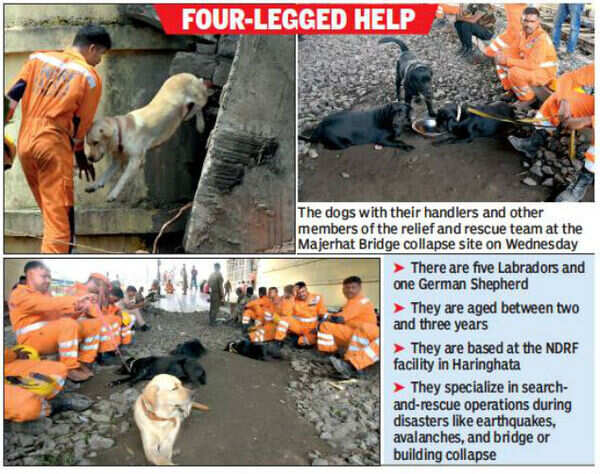 NDRF sniffer dogs take lead in rescue effort, work overnight | Kolkata ...