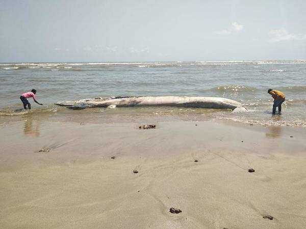 Baleen whale carcass washes up on Kodinar shore | Ahmedabad News ...