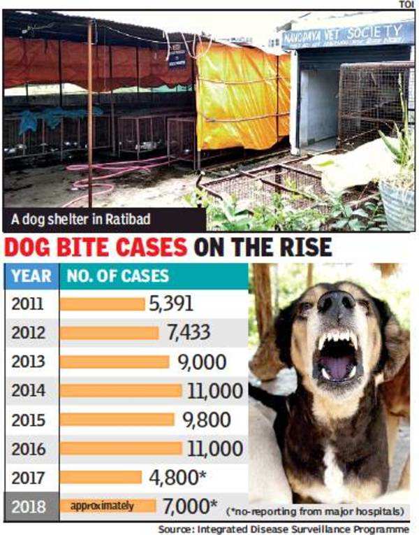 BMC sterilisation data of strays forged, claims NGO | Bhopal News - Times  of India