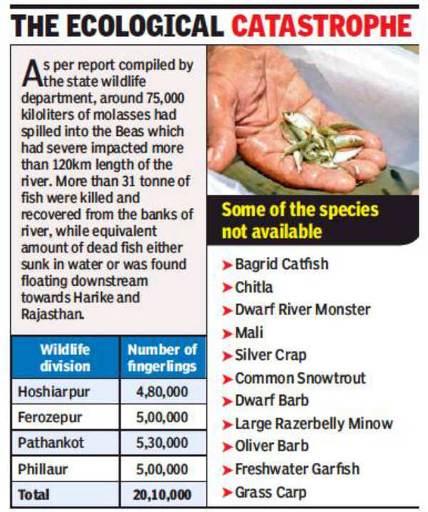 Molasses leak 30 fish species wiped out from Beas, 27 not likely to