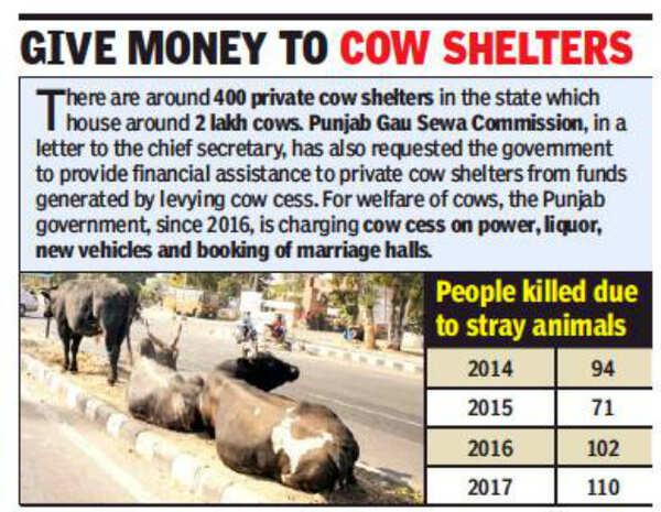 Stray cattle menace up as pounds remain underutilized | Chandigarh News - Times of India Stray cattle menace up as pounds remain underutilized | Chandigarh News - Times of India