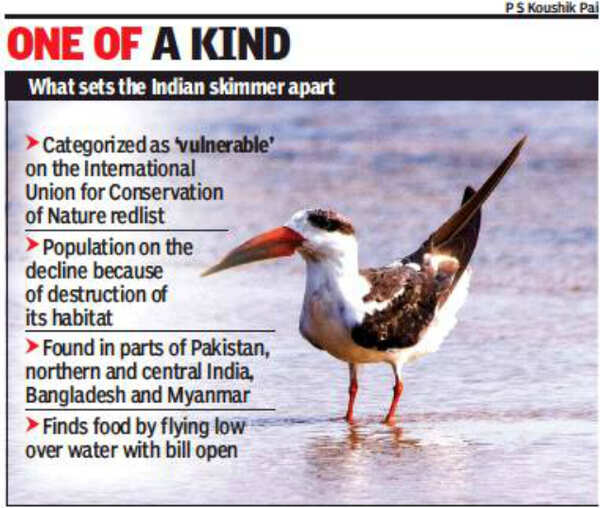Indian Skimmer Rare Indian skimmer sighted on Chennai outskirts after
