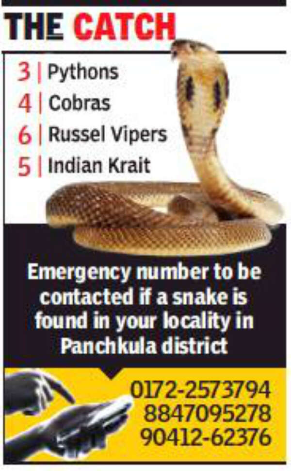 snake2