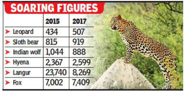 Number of leopards, sloth bears up in Rajasthan: Census | Jaipur News - Times of India Number of leopards, sloth bears up in Rajasthan: Census | Jaipur News - Times of India