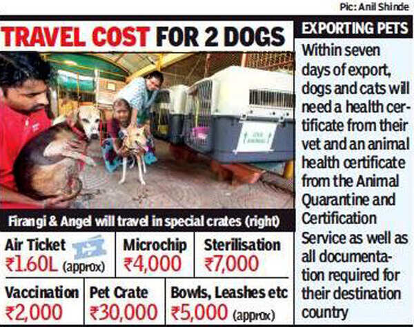 Thane strays get one-way ticket to Canada, set out on a 16-hour flight | Mumbai News - Times of India Thane strays get one-way ticket to Canada, set out on a 16-hour flight | Mumbai News - Times of India