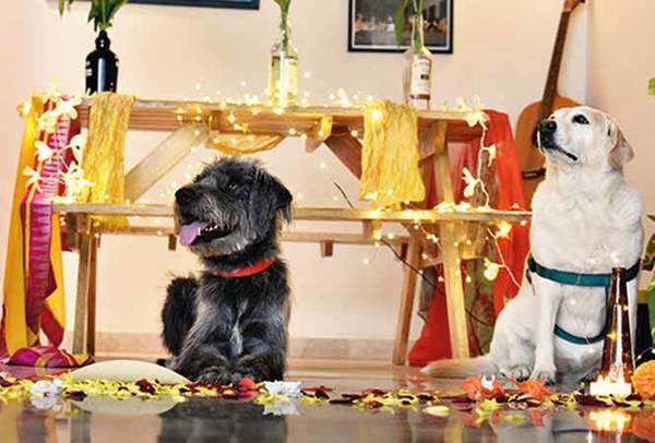How to make Diwali happy and safe for your pets | Delhi News - Times of  India