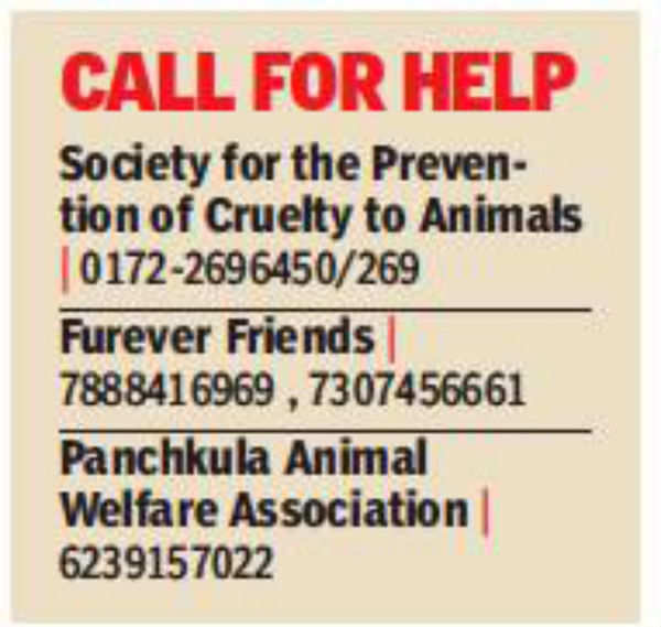 Animals welfare bodies join hands | Chandigarh News - Times of India