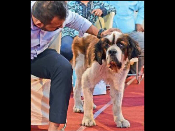Pawsitive effect: Canines find new homes, love | Delhi News - Times of India Pawsitive effect: Canines find new homes, love | Delhi News - Times of India