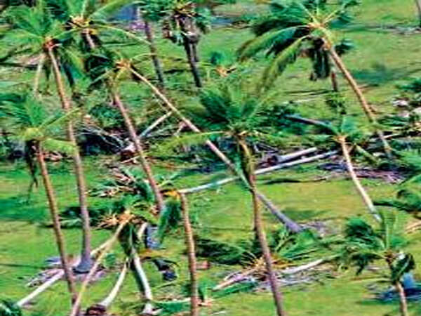 Cyclone Gaja takes heavy toll on crops | Trichy News - Times of India