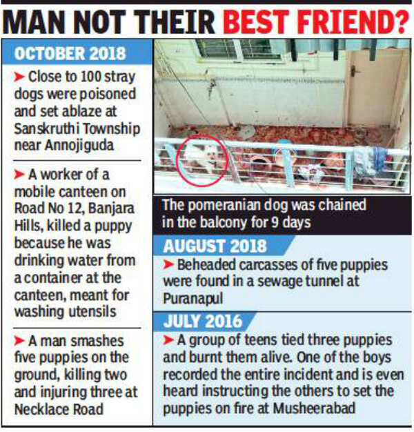 puppies world moti nagar