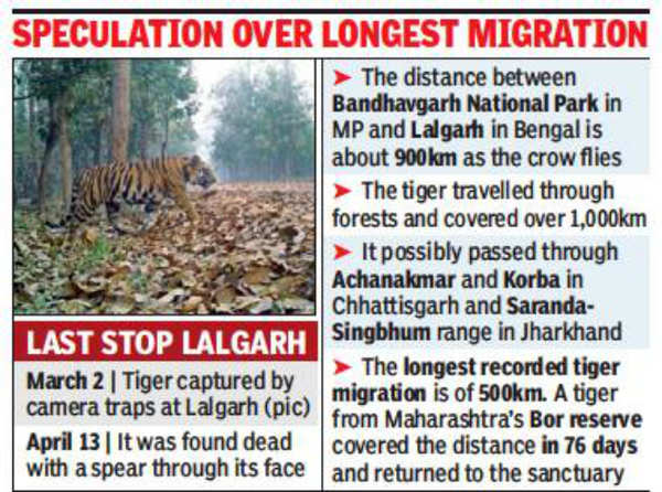 Royal bengal tiger found dead in West Bengal's Lalgarh