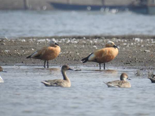 Ruddy shelduck