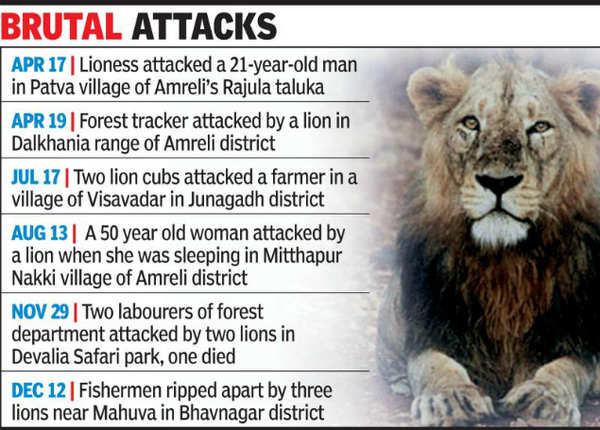 Eight lions captured near Gujarat's Jetpur