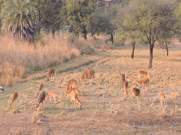 Barasingha count in Van Vihar doubles in three years | Bhopal News - Times of India Barasingha count in Van Vihar doubles in three years | Bhopal News - Times of India
