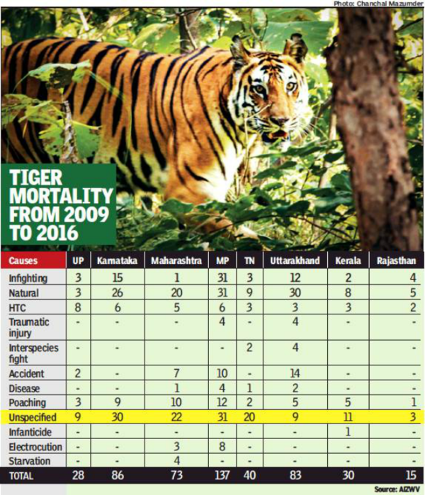 What kills most tigers? Even experts clueless | India News - Times of India