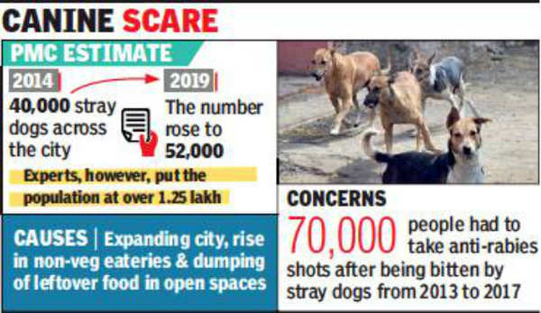 Rise in stray dogs around airport a worry for flyers | Pune News - Times of  India