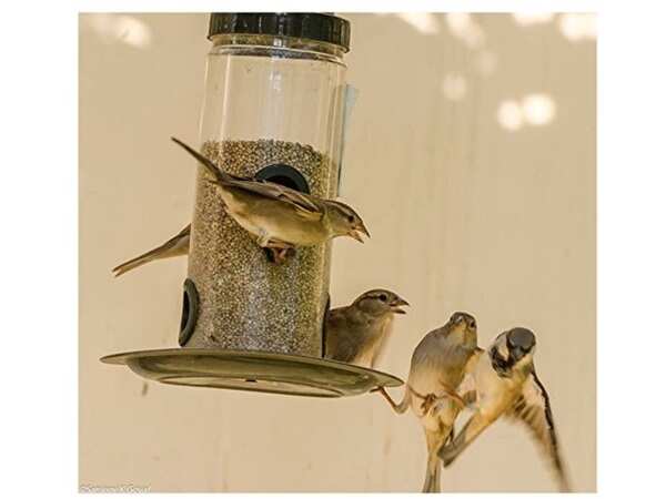 How to Feed Bird to Gather Birds to My Balcony: Easy Tips That Work