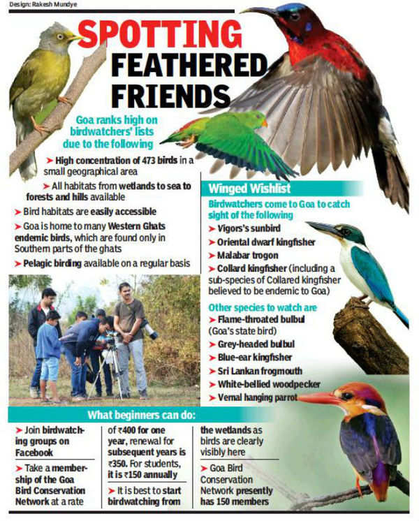 Tweet treat: Social media boosts Goa as birding destination | Goa News -  Times of India