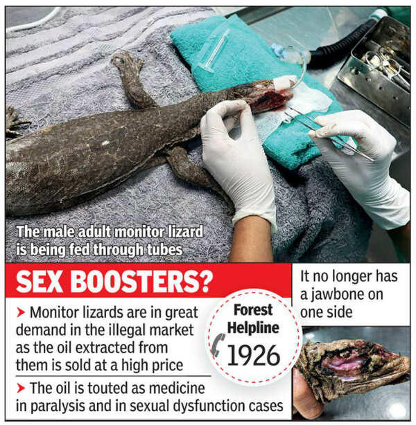 Mumbai News Monitor lizard operated on as broken jaw starts rotting