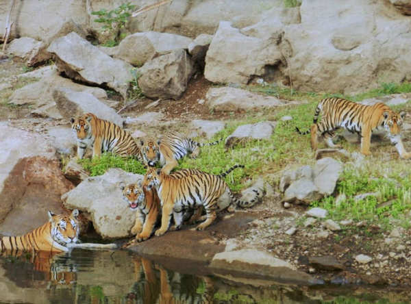 Extremely Rare: Siberian Tiger Mom Gives Birth to 13 Cubs in Three Years -  People's Daily Online