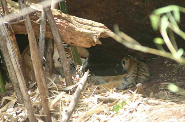 Pouncing for protection: Tiger cub defends mom from brother's 'attacks' –  WGAU