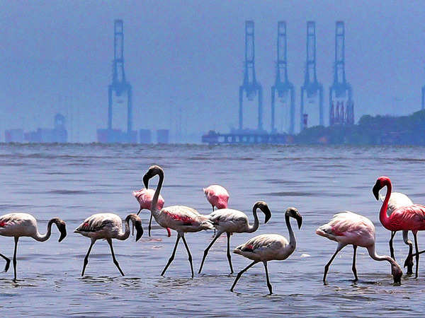 At 1.2 lakh, flamingos in Mumbai triple since October flamingos flock to  city's east coast