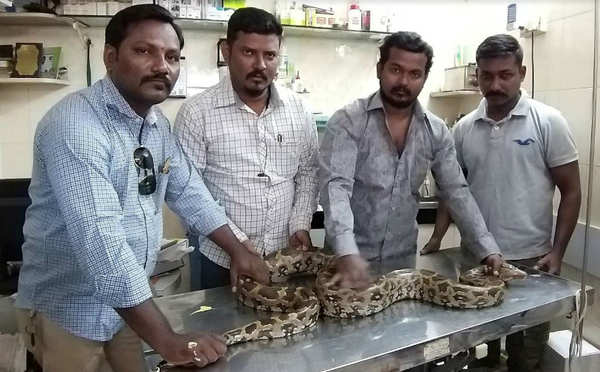 Navi Mumbai: Dehydrated Indian rock python rescued from Rabale | Mumbai ...