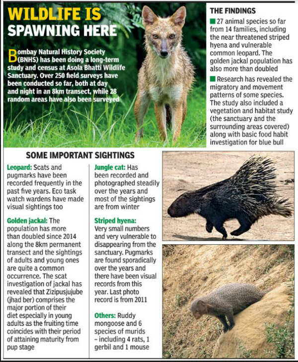 Golden jackal numbers double in Asola | Delhi News - Times of India Golden jackal numbers double in Asola | Delhi News - Times of India