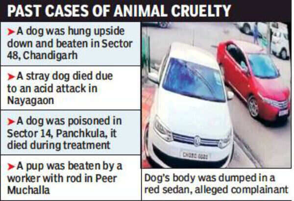 Stray dog beaten to death, cops yet to take action | Chandigarh News - Times of India Stray dog beaten to death, cops yet to take action | Chandigarh News - Times of India