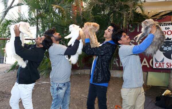 Youngsters playing with cats at the venue