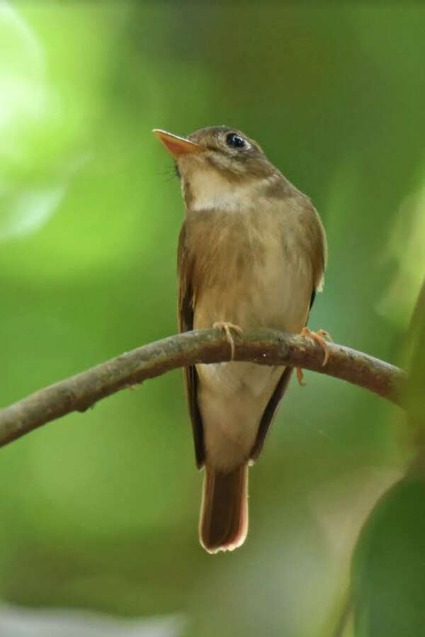 Bird5_ED