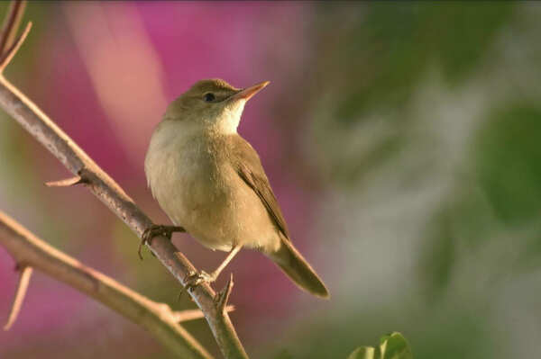 bird2_ED