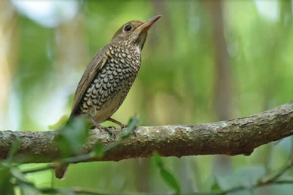 bird3_ED