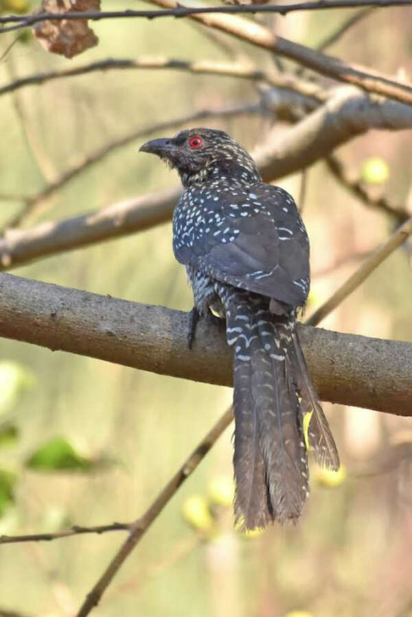 Bird4_ED
