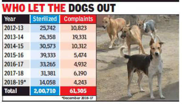 AMC ropes in four more agencies to sterilize dogs | Ahmedabad News ...