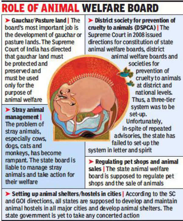 Animal welfare board stays on paper despite Supreme Court orders |  Ahmedabad News - Times of India