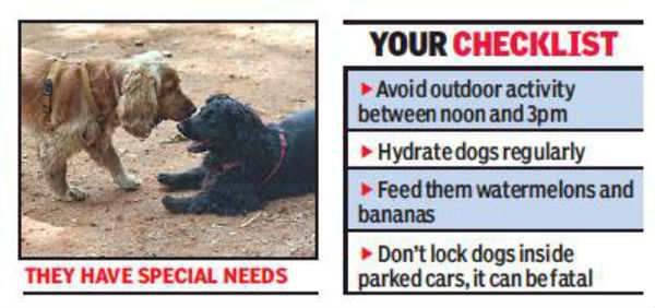 Chennai: Three dogs die of heat stroke in one week | Chennai News - Times  of India