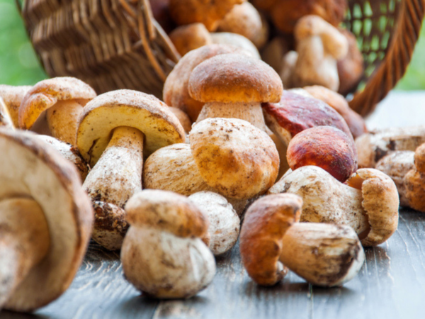 Mushroom