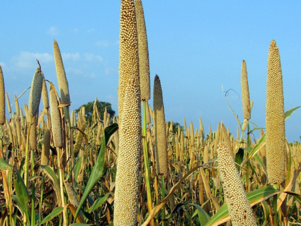 Did you know eating millets can also reduce your weight - Times of India