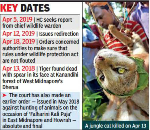 Take steps to stop ritual hunting, says Calcutta high court | Kolkata News  - Times of India