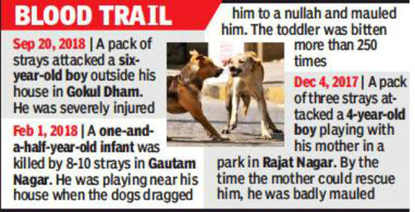 6-year-old boy mauled to death by half a dozen stray dogs in Bhopal | Bhopal  News - Times of India