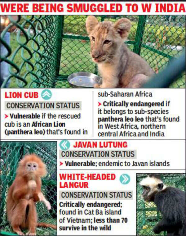 Lion cub, possibly African, three primates rescued in Kolkata | Kolkata News - Times of India Lion cub, possibly African, three primates rescued in Kolkata | Kolkata News - Times of India