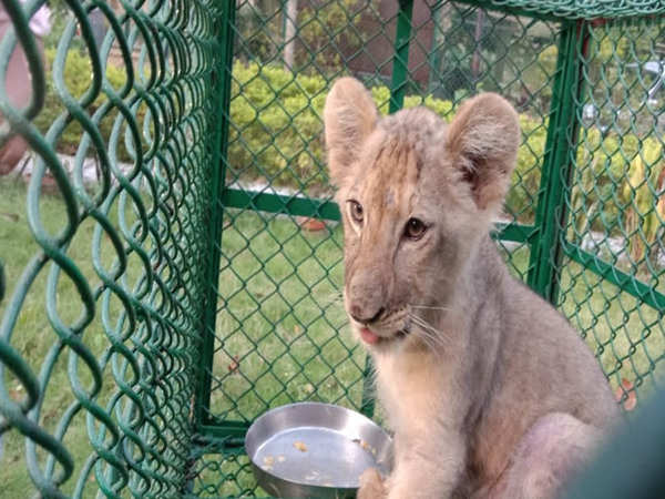 Lion cub, possibly African, three primates rescued in Kolkata | Kolkata ...