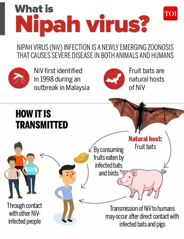 Infographic: Nipah virus: All you wanted to know | India News - Times of  India