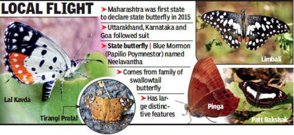 227 Maharashtra butterfly species to get Marathi names | Mumbai News