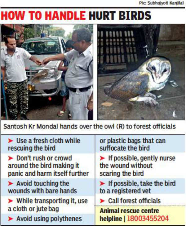 Kolkata policeman on night patrol rescues injured barn owl | Kolkata News -  Times of India